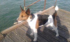 Napkelte, a stégen...