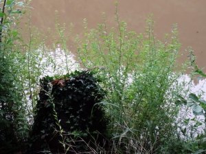 De hol vannak a kutyák?