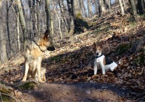Okosék még helyben maradnak..