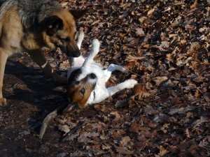 Megint kínoznak... A képen nem az elkövető, hanem a békebíró látható.