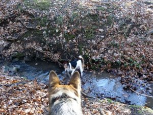 Lesből támadnak...