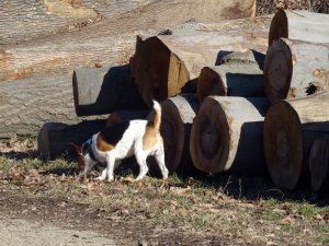 Nyomozás közben...