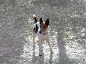 Farkasokkal táncoló...