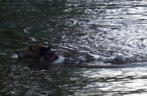 PRT gyorsúszásban...