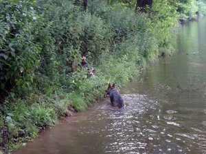 Mindenhol farkas. Kint is, bent is.