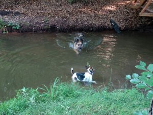 Vigyázat, támadás!