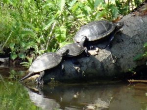 Három be, három ki...