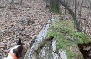 Spyke és a kisvad...